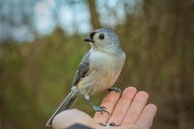 Photograph of a little bird sitting on a person's finger.  Person has birdseed in the palm of their hand. 