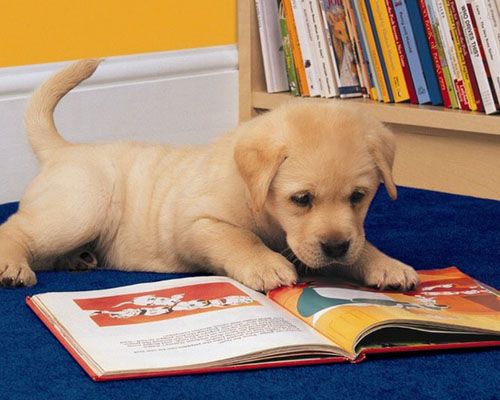 Photo of a Golden Labrador Retriever puppy laying down on a blue rug and reading a picture book.