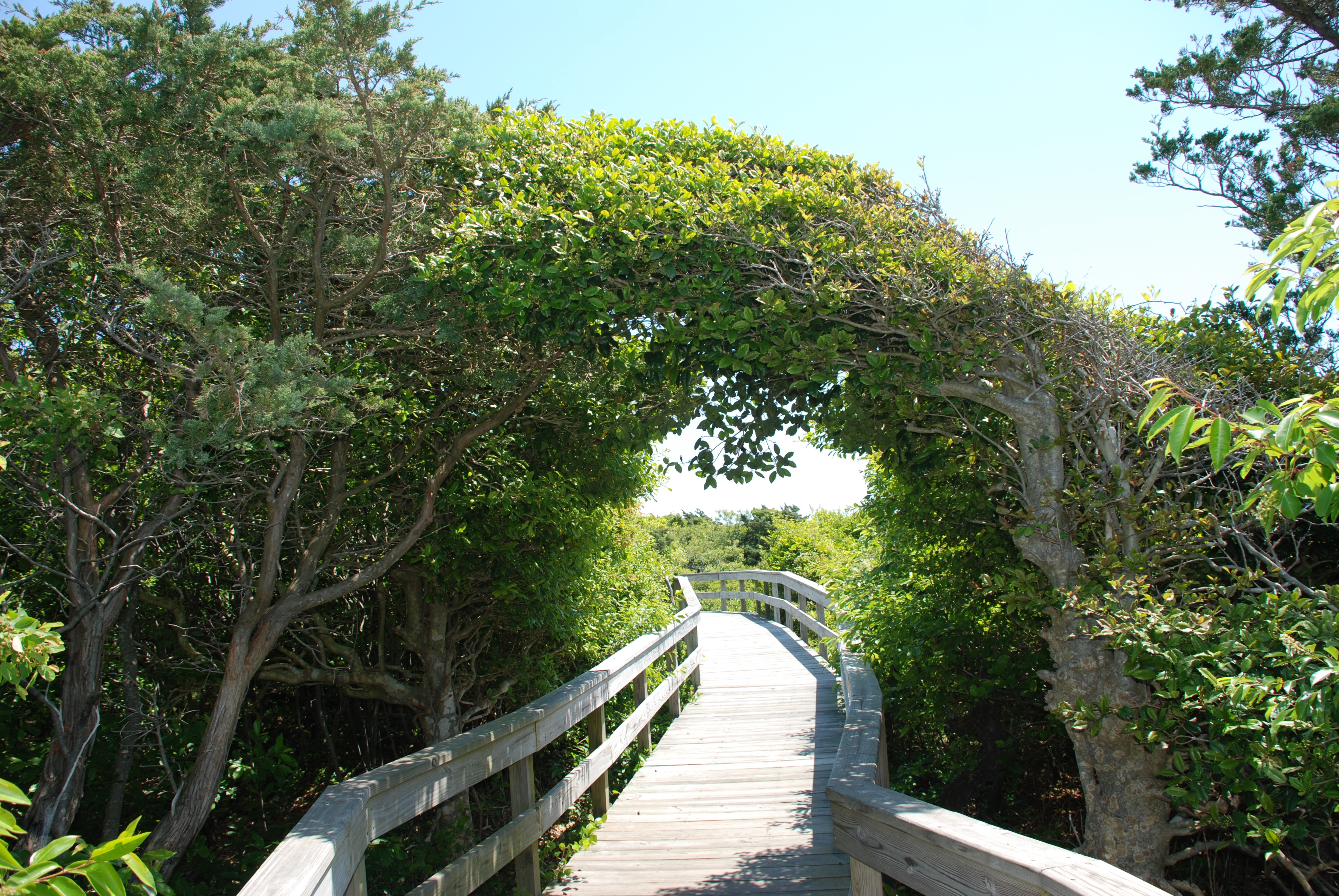 Image of Fire Island's Sunken Forest Trail. Tree creating an arch over the wooden pathway.