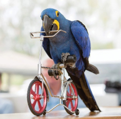 Image of a bird on a bicycle. 