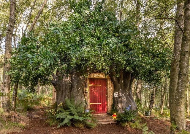 Photograph of the Winnie the Pooh House in Ashdown Forest. It is a thick tree that has a red door in its trunk. There are leaves on the branches on the top part of the tree. There are 2 steps that lead up to the door and a little stuffed Winnie the Pooh is on the top step. 