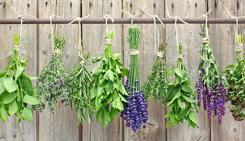 Image of a variety of fresh herbs tied and hanging upside down to dry. 