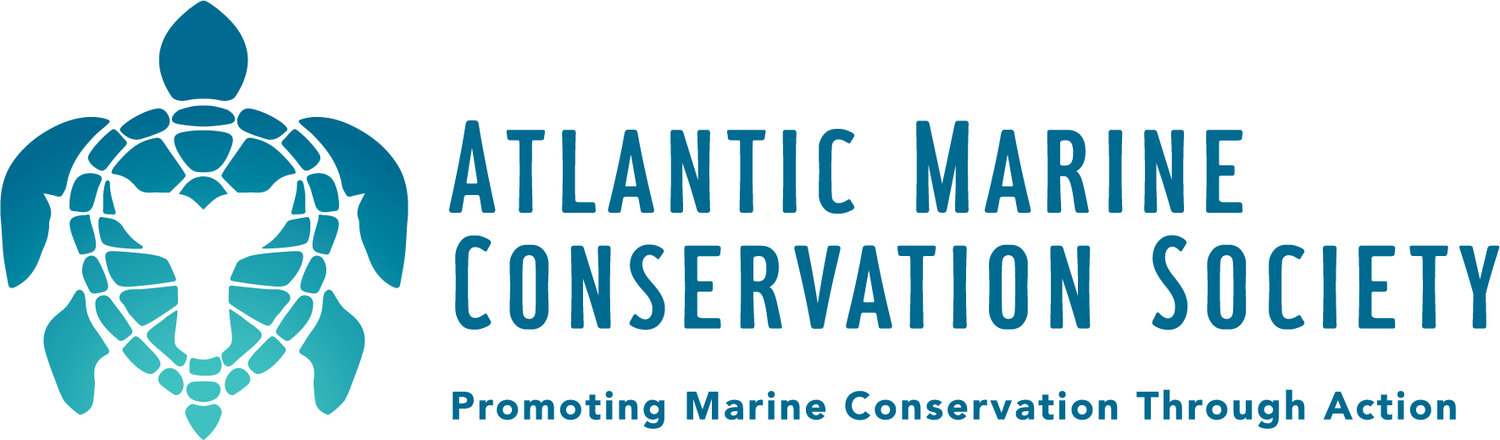 Image of the organization logo featuring a clipart picture of a tortoise and on the back of the tortoise, an imprint of a whale's tale. Atlantic Marine Conservation Society spelled out. 