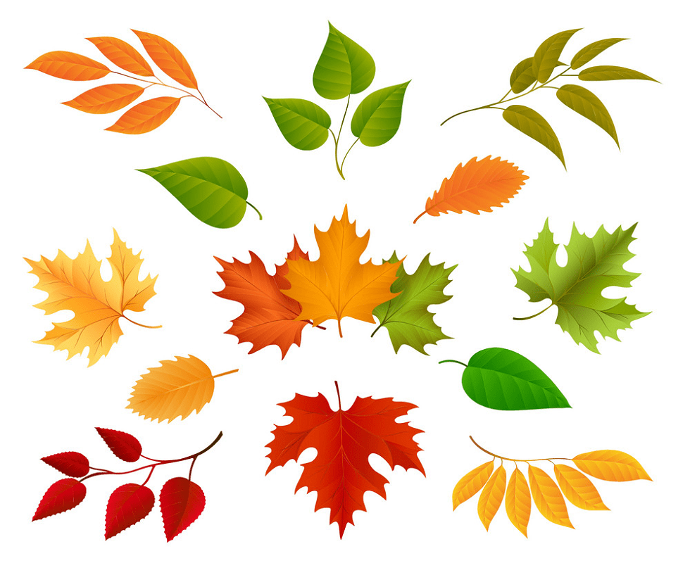 Clipart image of various types of fall leaves.