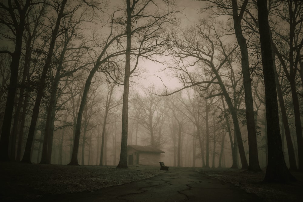 Image of a distant cottage in a foggy forest with tall trees. A park bench in the distance.