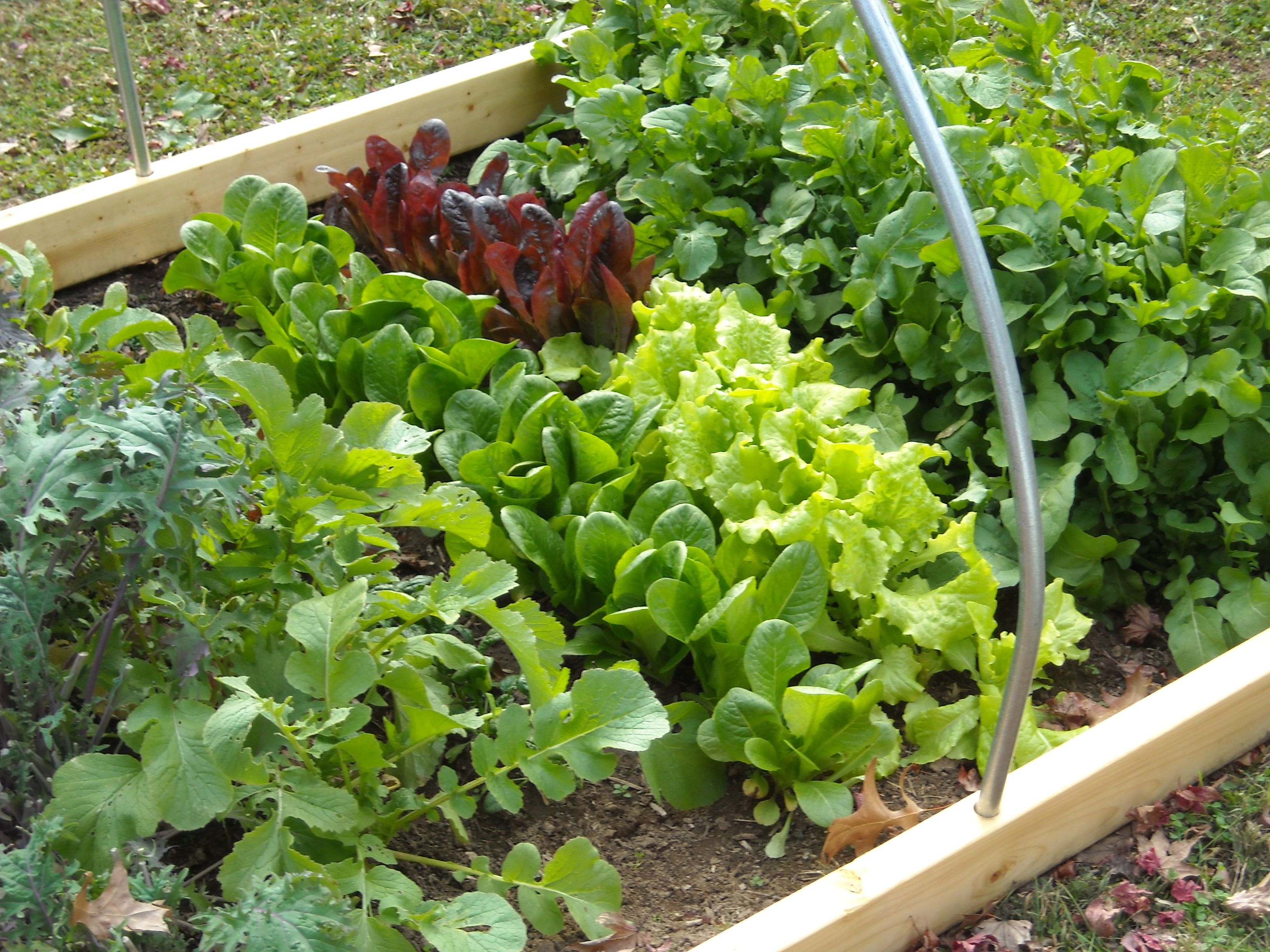 Image of leafy vegetable plants in a garden bed that will be covered for winter.