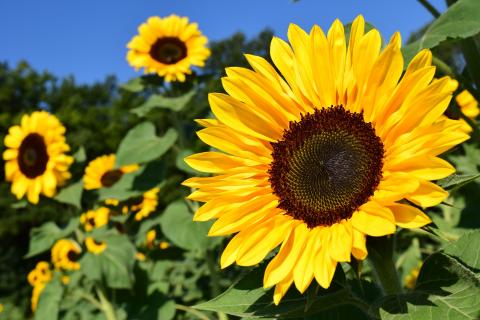 image of sunflowers facing left to a clear sky.