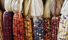 image of colorful fall corn. 