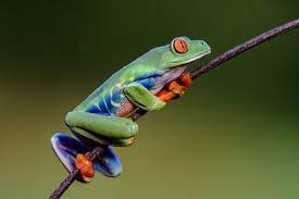 Image of a colorful tree frog hanging onto a this branch of a plant.