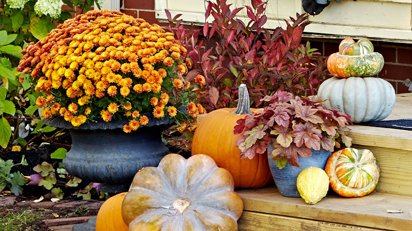 Photo of mums and pumpkins on the front steps of a house