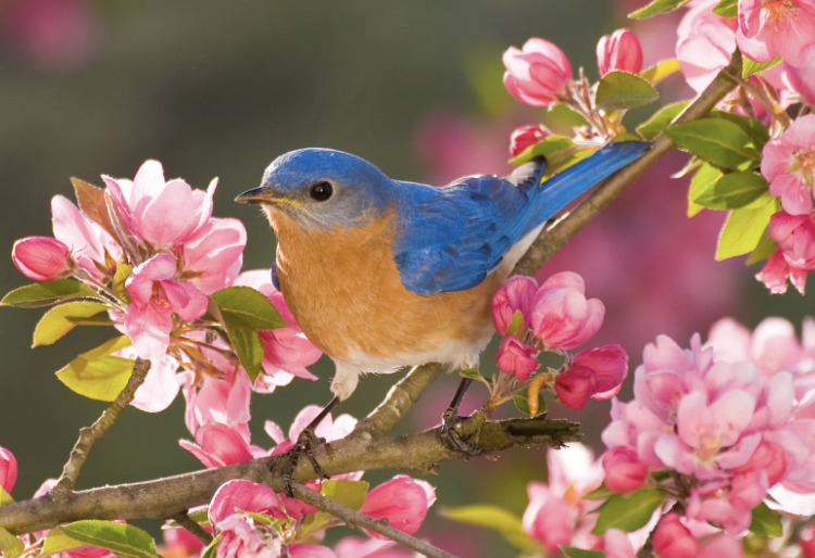 Image of a blue and orange chested spring birding standing amongst pink flowers on a tree branch.