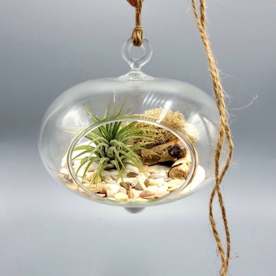Image of a hanging air plant terrarium, hung by a brown rope over a gray background. There are white pebbles beneath a small green plant within the glass encasing.