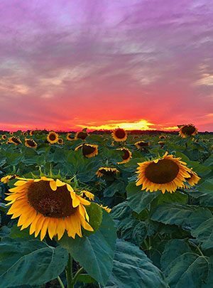 A field of sunflowers with the sunset in the background