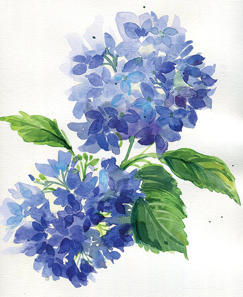 Water color painting of 2 blue hydrangea flowers. 