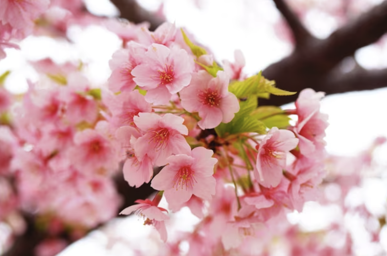 Sakura blossoms close up