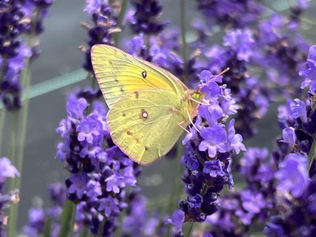 Pink Edged Sulfur Butterfly on Lavender