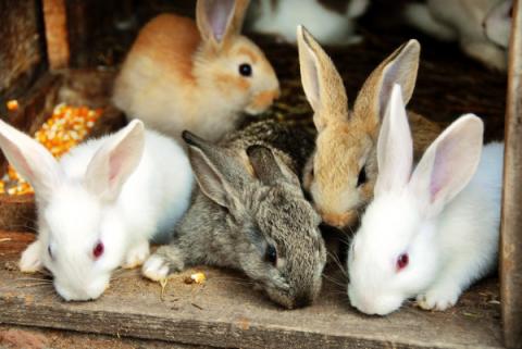 Image of 5 different color bunnies.