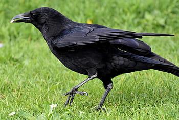 Image of a crow.