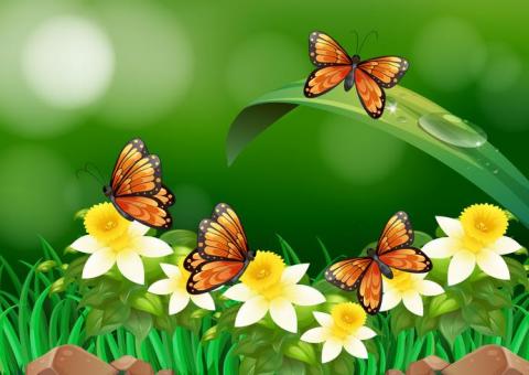 Image of Monarch Butterflies on daffodils.