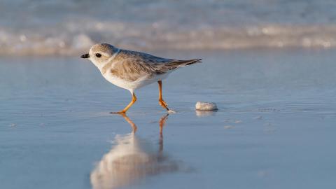 Image of a Piping Plover bird. Small white chest grey wings and a black beak. 