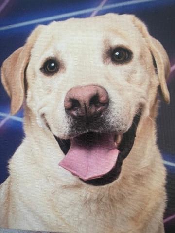 Picture of a Yellow Labrador Retriever Dog.