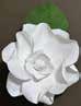 Image of the craft featuring a Gardenia made from crepe paper. 