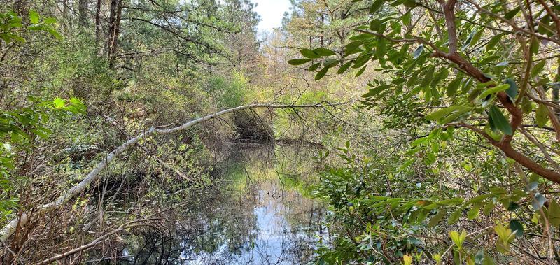 Image of a section of the Pine Barren Region on Eastern Long Island. 