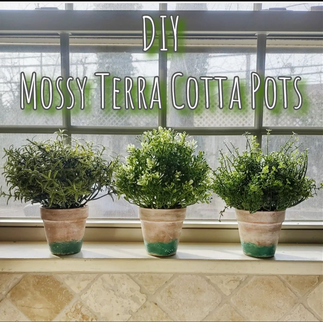 Photo of 3 potted plants in a window. 