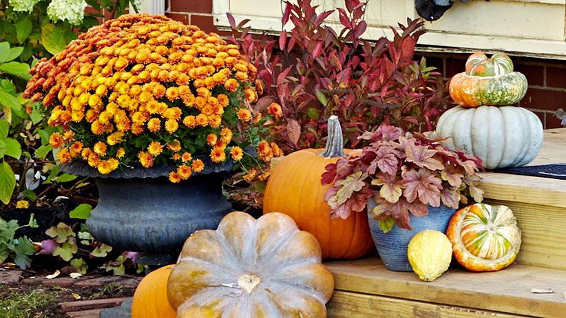 Photo of mums and pumpkins on the front steps of a house